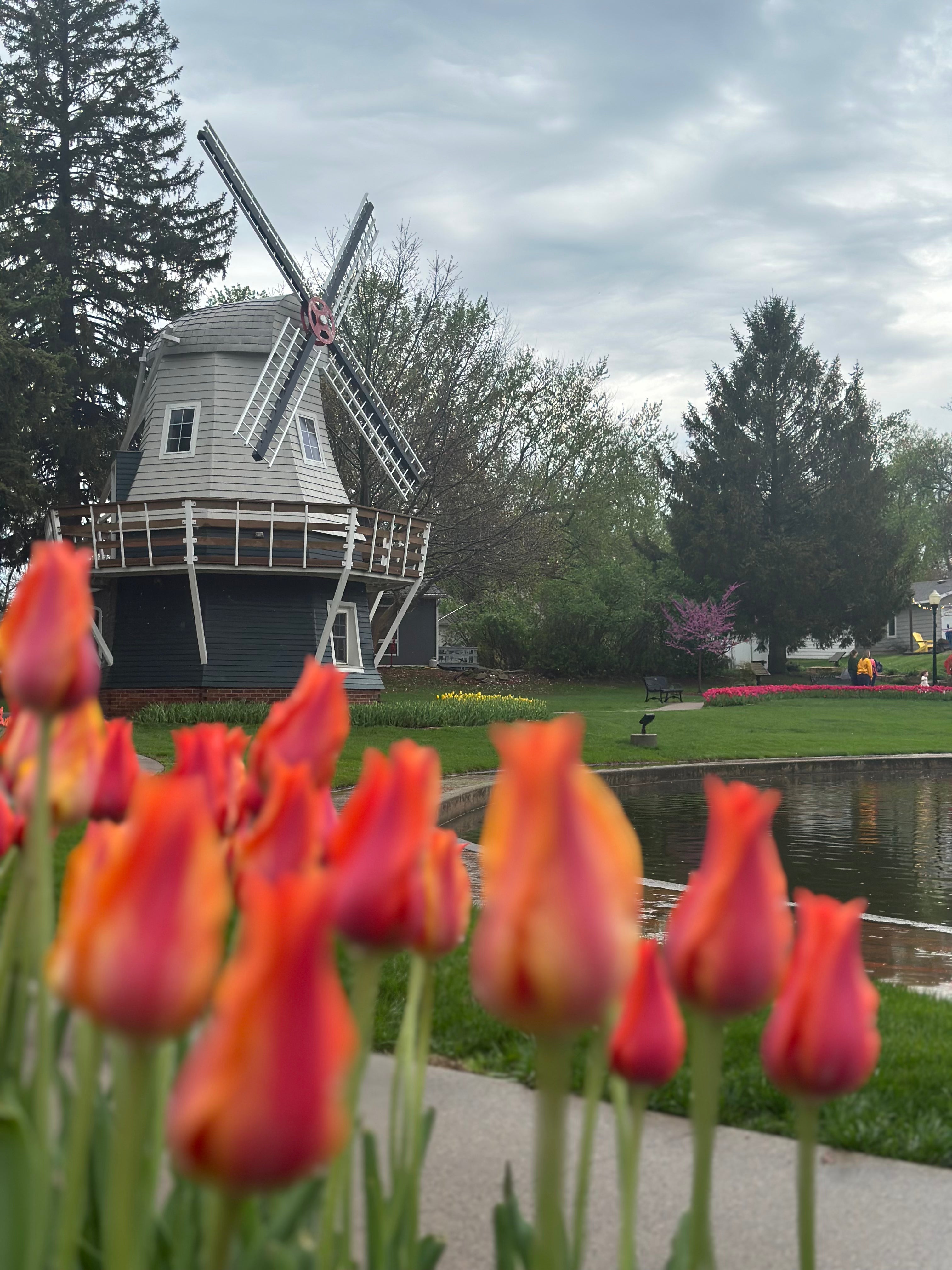 Pella, Iowa's Sunken Garden Windmill with orange tulips blooming in the foreground
