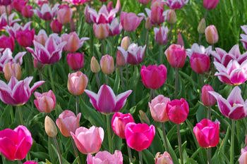 Spring Time Dance Tulip Blend featuring a mix of pink, mauve, and purple tulips, 16 to 20 inches tall, blooming from mid to late spring.