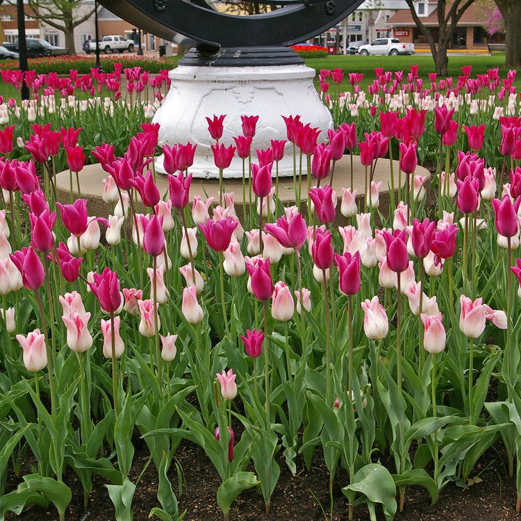 Chic Lady Tulip Blend featuring lily-flowering tulips, including the Maggie Daley variety, blooming mid to late spring at 20 inches tall.