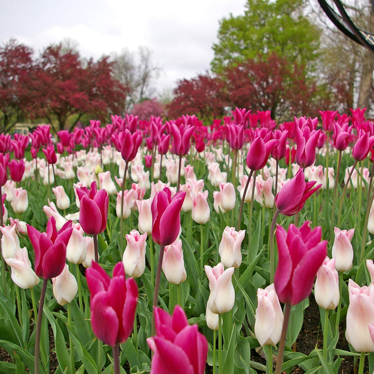 Chic Lady Tulip Blend featuring lily-flowering tulips, including the Maggie Daley variety, blooming mid to late spring at 20 inches tall.