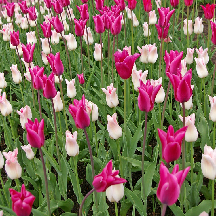Chic Lady Tulip Blend featuring lily-flowering tulips, including the Maggie Daley variety, blooming mid to late spring at 20 inches tall.
