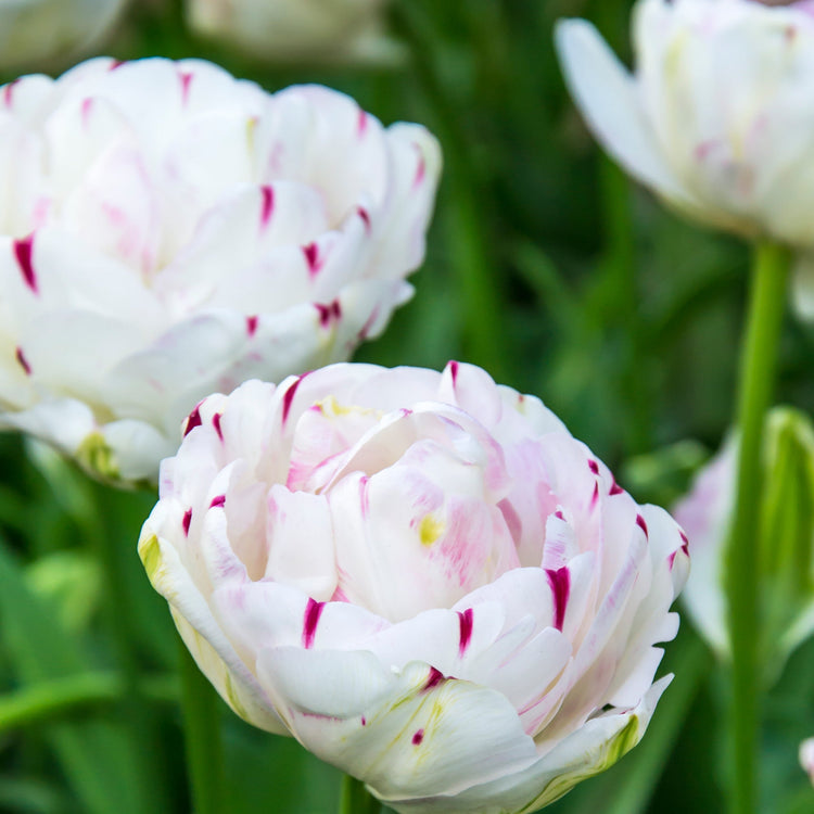Dance Line tulip displaying large, double white petals with cranberry pink tips and subtle green feathering on outer petals.