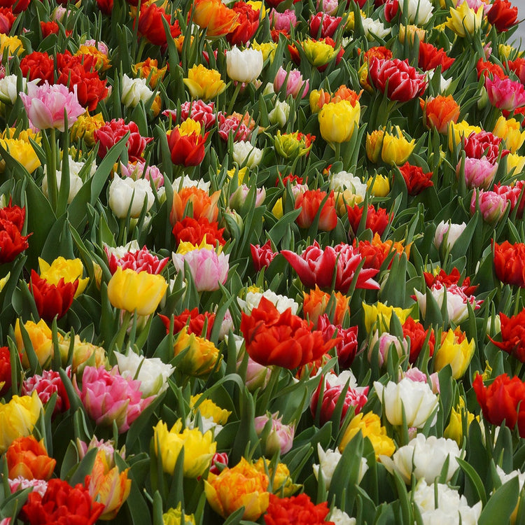 Double Pleasure Tulip Blend with double early tulips in vibrant colors, blooming early to mid-spring at 12 inches tall.