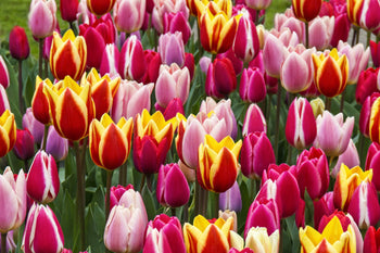 Long Lasting Giants Tulip Blend featuring lavender, rose/cream, and crimson red/yellow two-tone Darwin Hybrid tulips, 26 inches tall, blooming in mid-spring.
