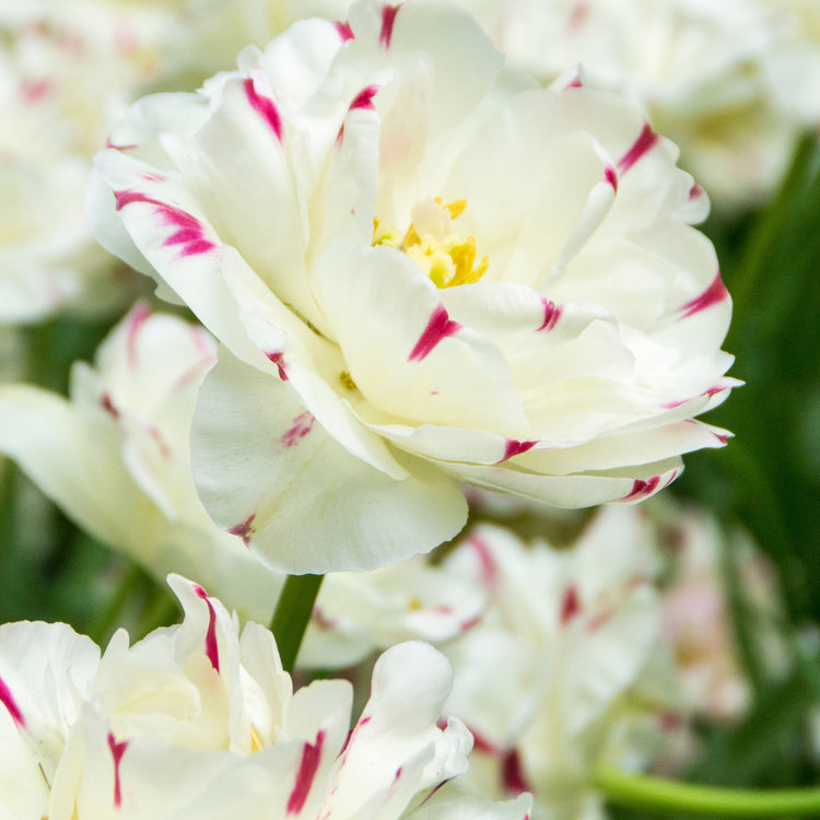 Dance Line tulip displaying large, double white petals with cranberry pink tips and subtle green feathering on outer petals.