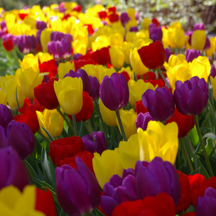 Royal Oxford Tulip Blend featuring yellow, bright red, and deep purple tulips, 16 inches tall, blooming from mid to late spring.