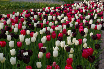 Night and Day Tulip Mix featuring deep purple, bright white, and stunning pink tulips, 24 inches tall, blooming in late spring.