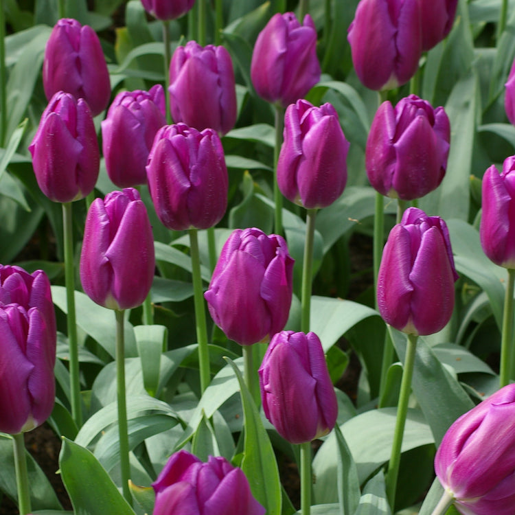 Purple Flag tulip with deep purple blooms on sturdy 18-inch stems, blooming mid-spring.