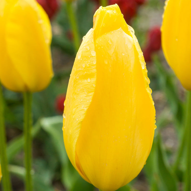 Big Smile tulip displaying large, golden-yellow goblet-shaped blooms atop sturdy, tall stems.