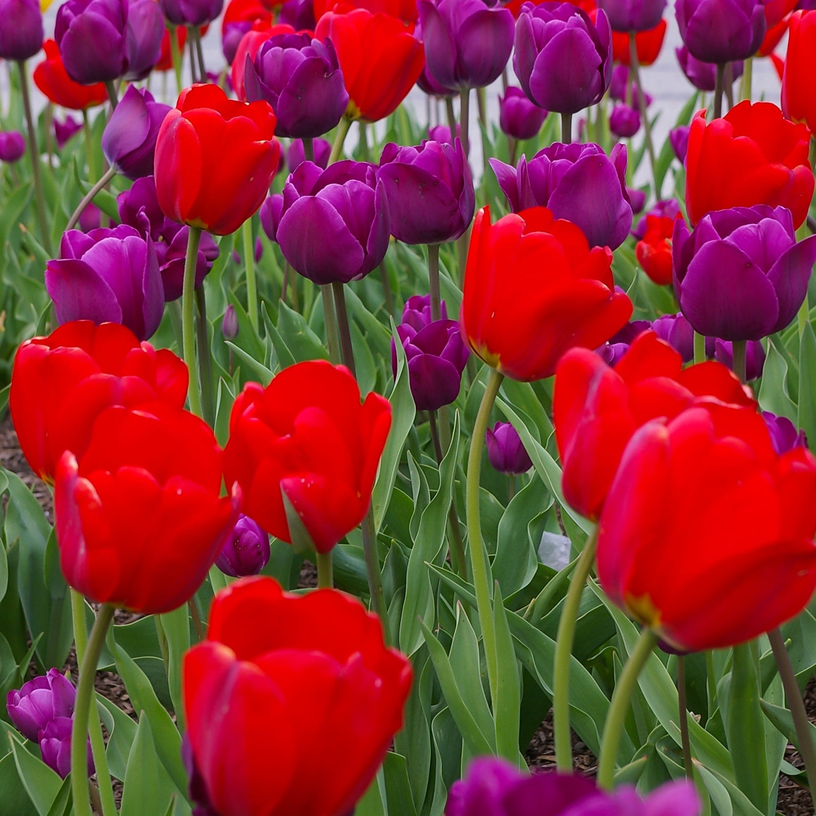 Escapade Tulip Blend combining red and purple tulips, blooming in mid-spring at 18 inches tall.