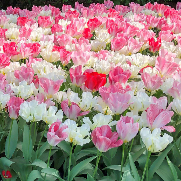 Exotic Flames Tulip Blend showcasing vibrant, flame-like Fosteriana tulips, 16 inches tall, blooming early to mid-spring
