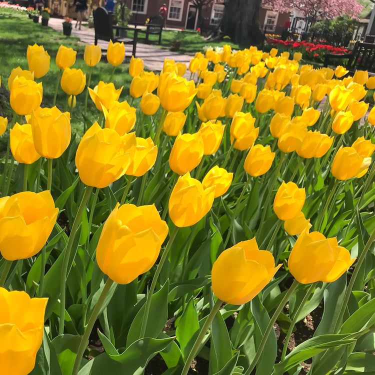 Big Smile tulip displaying large, golden-yellow goblet-shaped blooms atop sturdy, tall stems.