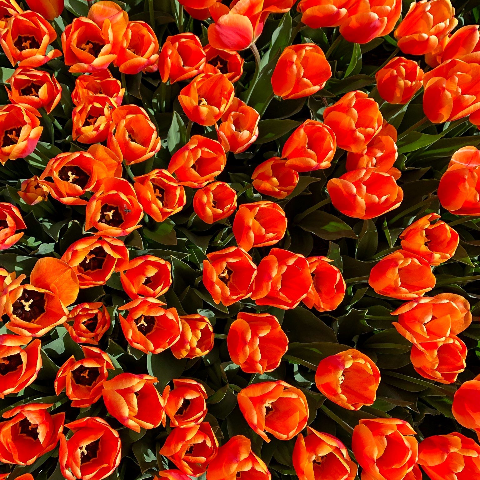 220426lst006TulipaApeldoorn_03