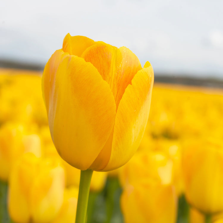 Chongming Love tulip with colossal soft apricot blossoms maturing into a vibrant combination of orange and yellow, blooming mid-spring on sturdy 22-inch stems.