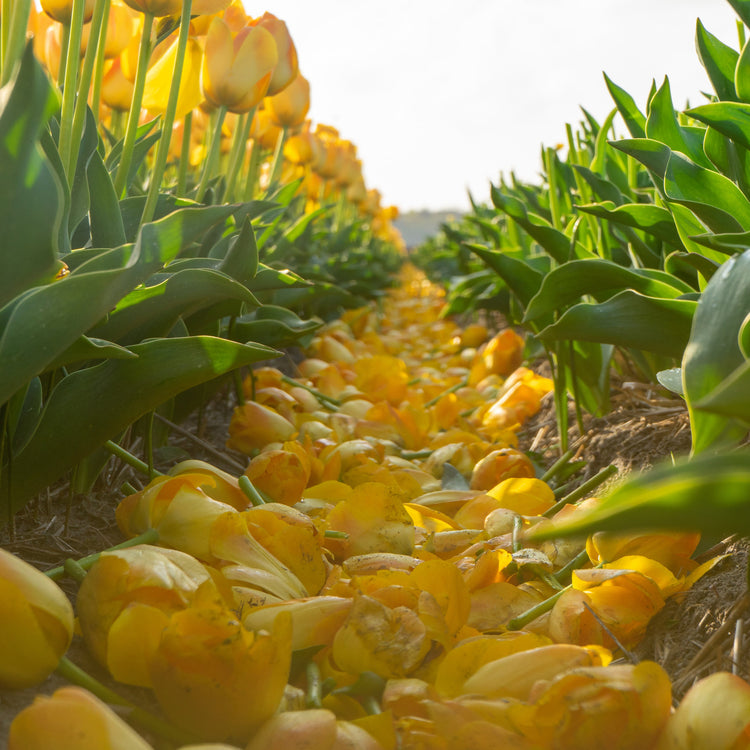 Chongming Love tulip with colossal soft apricot blossoms maturing into a vibrant combination of orange and yellow, blooming mid-spring on sturdy 22-inch stems.