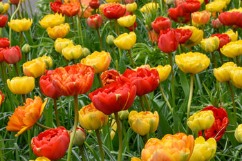 Volcano Peonies Tulip Blend featuring yellow, red, and orange double late-flowering tulips with peony-like blooms, 20 inches tall, blooming from mid to late spring.