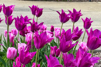 Wicked Wonders Tulip Blend featuring a variety of rich and captivating tulip hues, 20 inches tall, blooming from mid to late spring.