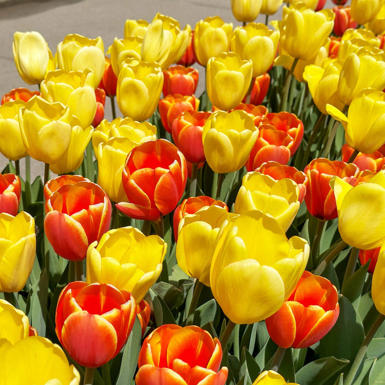 Warm Hugs Tulip Blend featuring tulips that evoke the sensation of a warm embrace, 20 inches tall, blooming in mid-spring.
