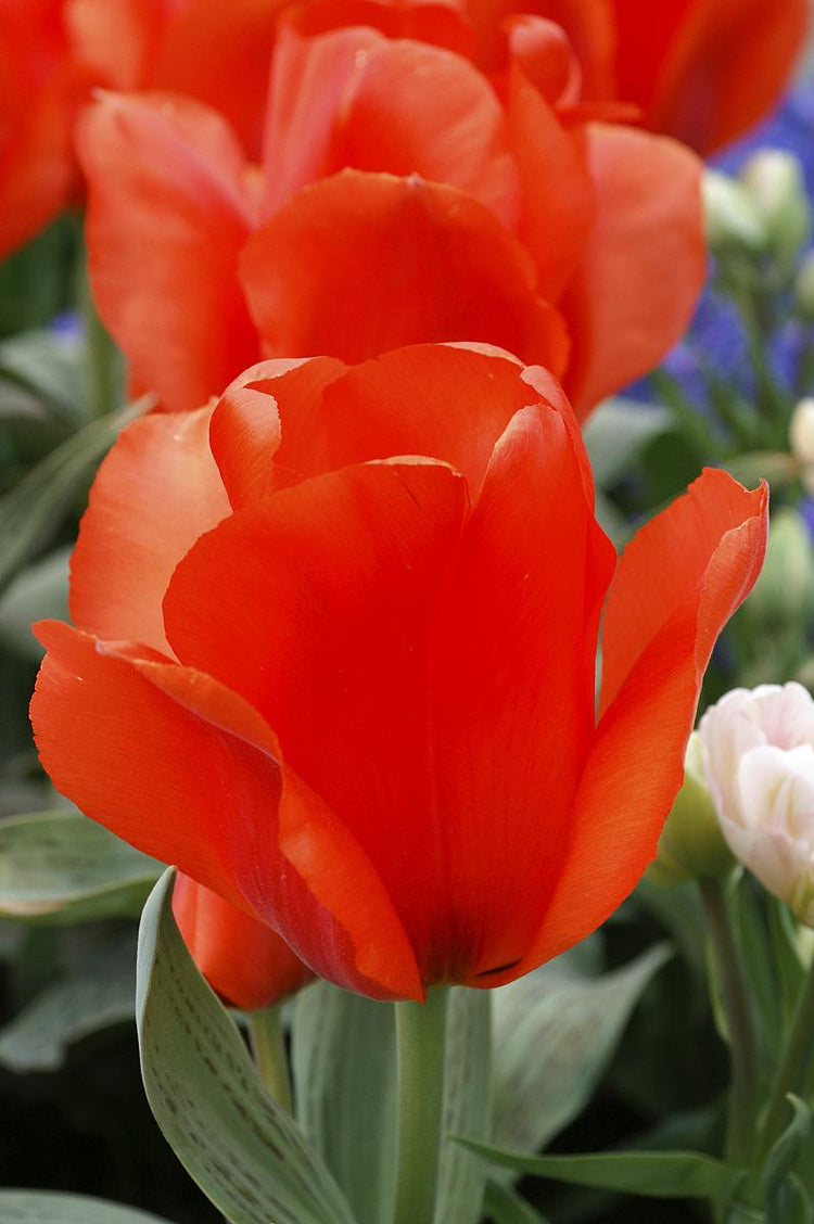 Vibrant Giant Orange Sunrise Tulip with massive orange-red bloom and purple-mottled leaves, known for its unusually large flower head.