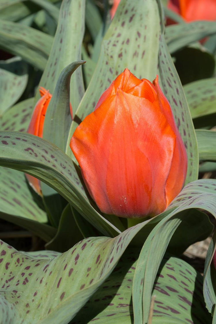 Vibrant Giant Orange Sunrise Tulip with massive orange-red bloom and purple-mottled leaves, known for its unusually large flower head.