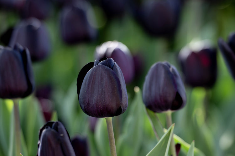 Close-up of Nightmare Tulip in full bloom with inky-black petals and dark green stem, one of the darkest tulip varieties available.