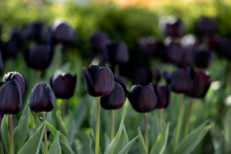 Close-up of Nightmare Tulip in full bloom with inky-black petals and dark green stem, one of the darkest tulip varieties available.