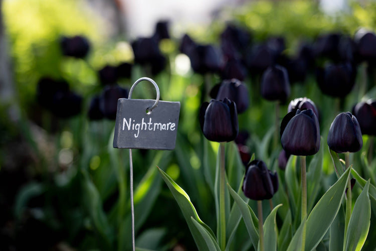 Close-up of Nightmare Tulip in full bloom with inky-black petals and dark green stem, one of the darkest tulip varieties available.