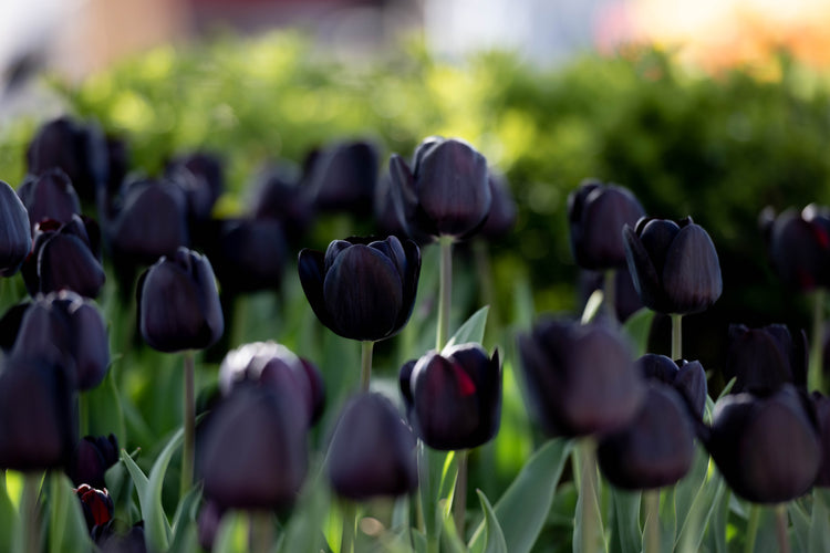 Close-up of Nightmare Tulip in full bloom with inky-black petals and dark green stem, one of the darkest tulip varieties available.