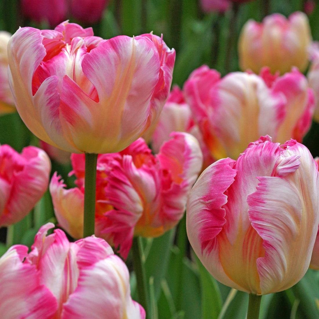 A Walk Through Pella’s Sunken Garden: Tulips in Bloom and Ready for Your Garden