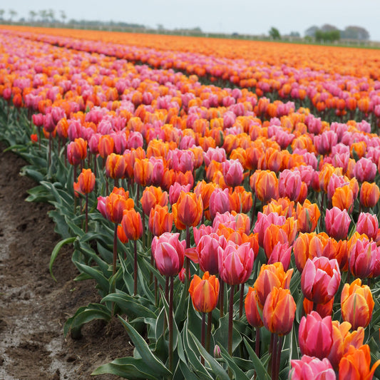 How to Reuse Tulip Bulbs in Warm Climates: A Step-by-Step Guide