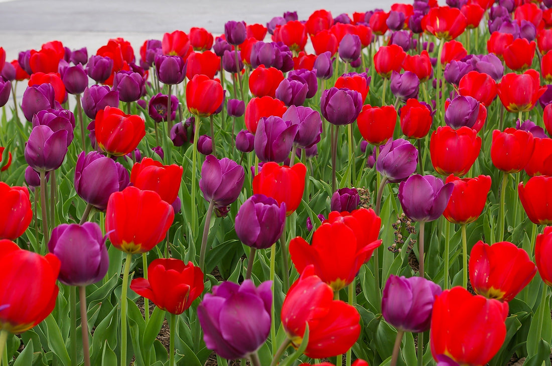 Planting Tulips: A Pella Perspective