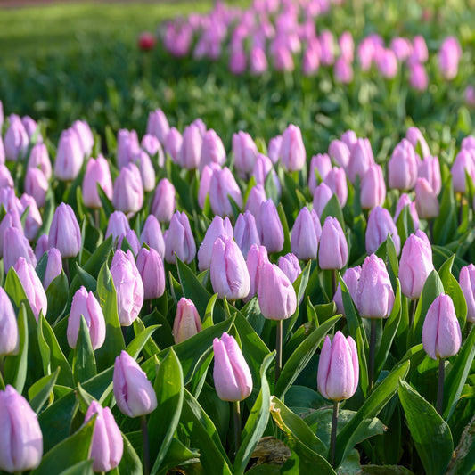 Single Early Spring Tulips