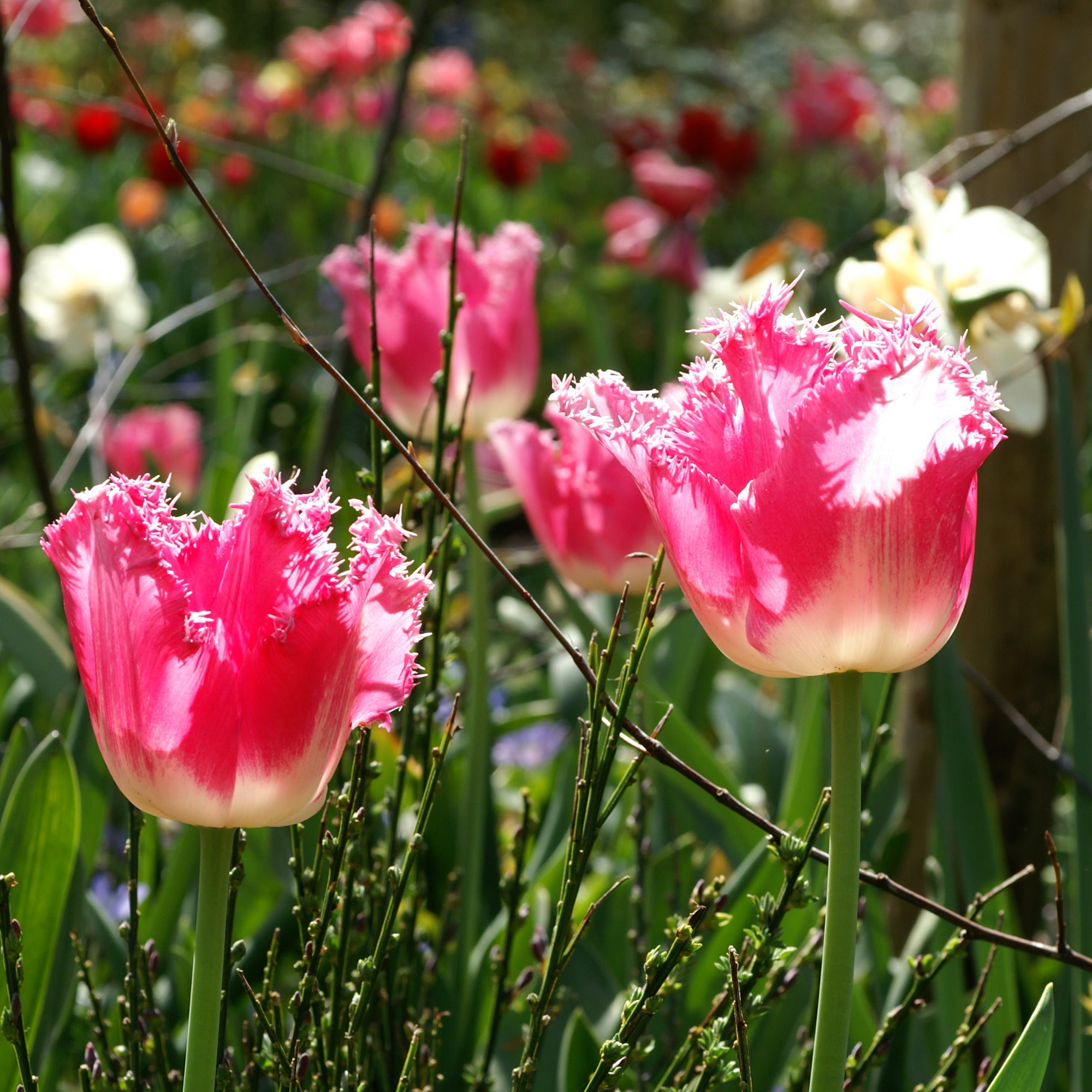 Fancy Frills tulip displaying pink petals with ivory white bases and delicately fringed edges.