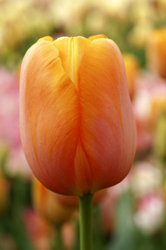 Dordogne tulips with large orange blooms on tall 24‑inch stems in late spring.