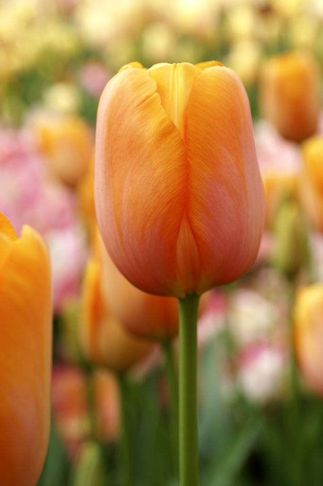 Dordogne tulips with large orange blooms on tall 24‑inch stems in late spring.