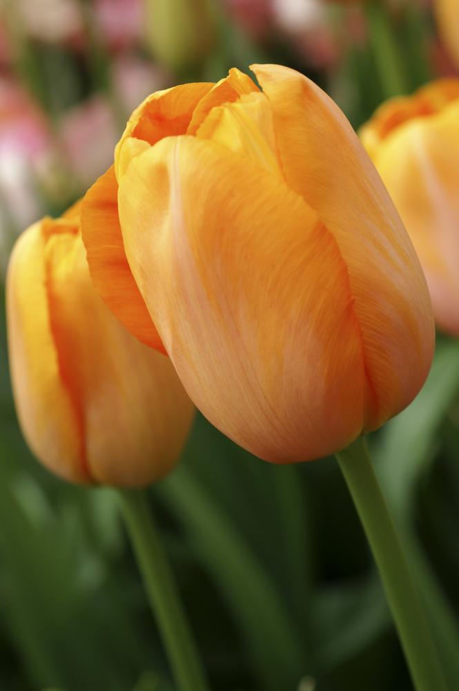 Dordogne tulips with large orange blooms on tall 24‑inch stems in late spring.