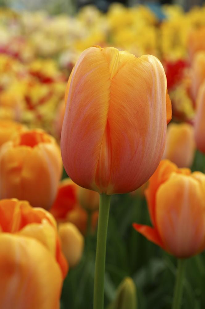 Dordogne tulips with large orange blooms on tall 24‑inch stems in late spring.