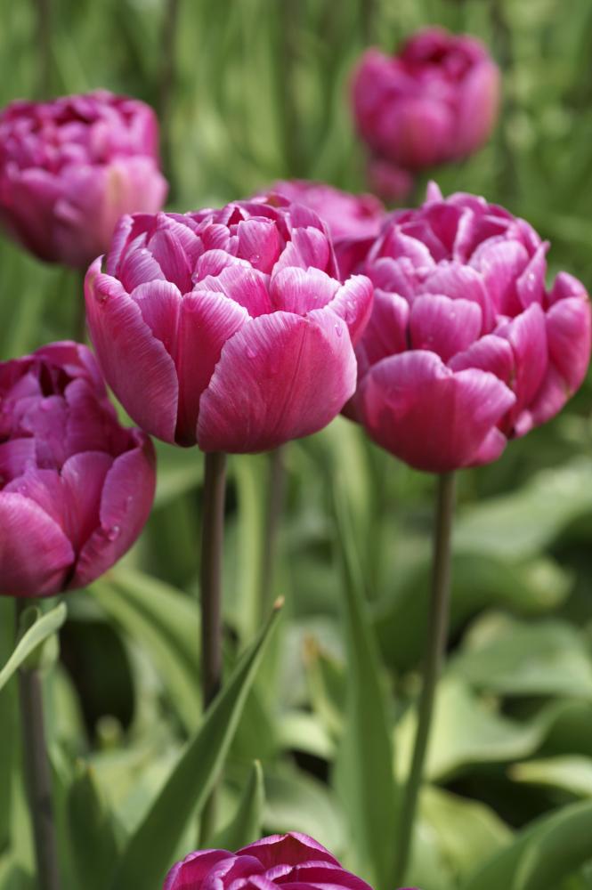 Blue Diamond tulips with large lilac‑blue double blooms on tall stems.