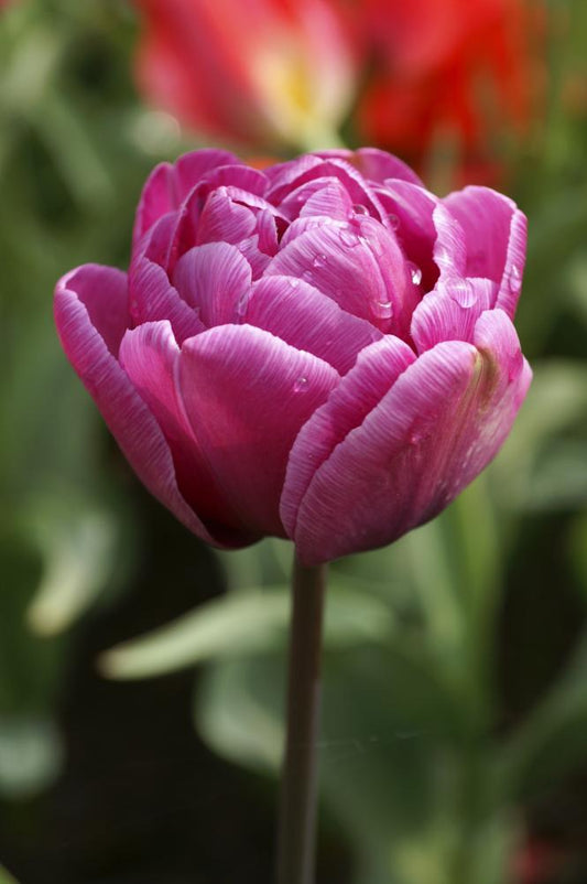 Blue Diamond tulips with large lilac‑blue double blooms on tall stems.