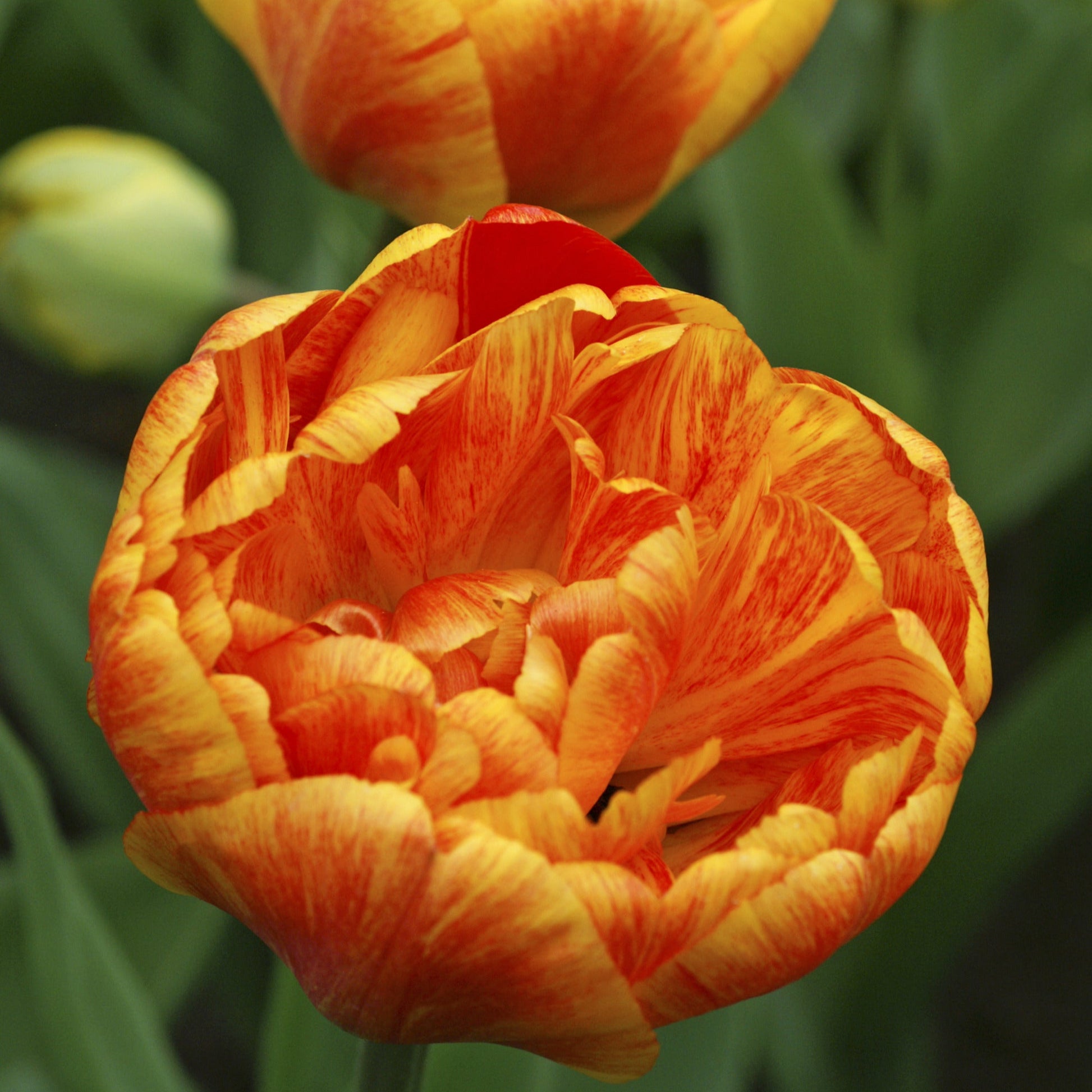 Sun Lover tulip with vibrant golden-yellow double blooms featuring light red brush marks, maturing to orange-red, blooming in mid-spring.