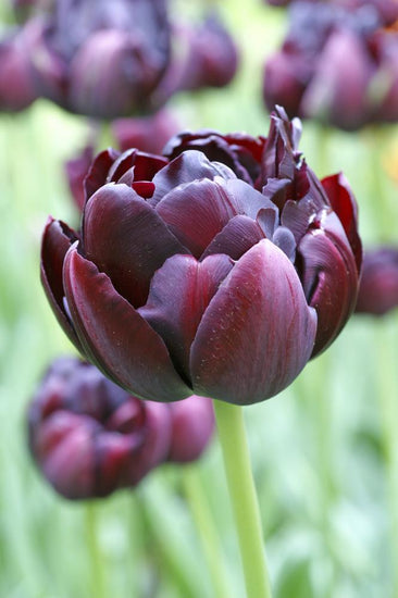 Black Hero tulips with near‑black double blooms on 18‑inch stems.
