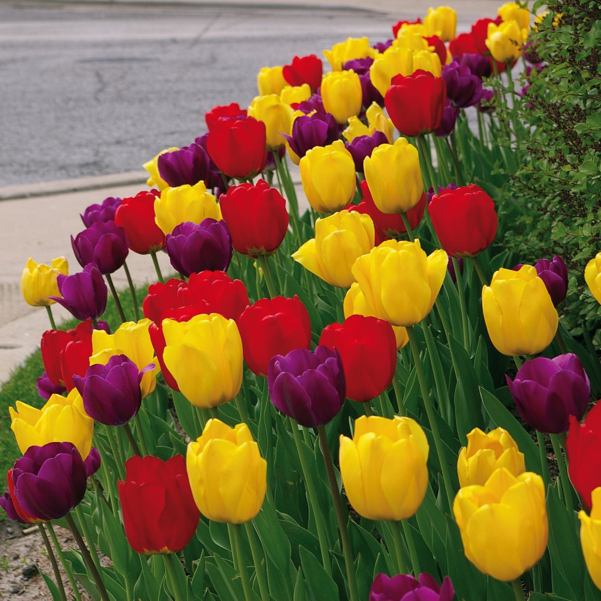 Royal Oxford Tulip Blend featuring yellow, bright red, and deep purple tulips, 16 inches tall, blooming from mid to late spring.