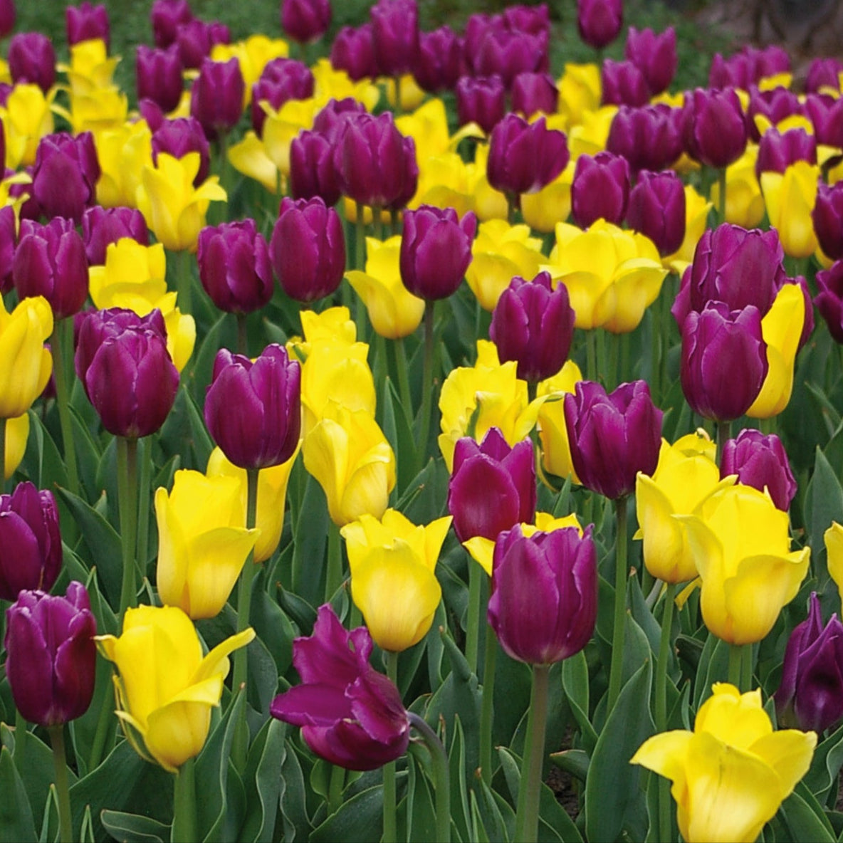 Golden Royal Tulip Blend with golden yellow and purple Triumph tulips, 16 inches tall, blooming in mid-spring.