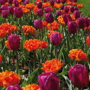 Royal Garden Party Tulip Blend featuring single purple and double orange tulips, 12 to 16 inches tall, blooming from early to mid-spring.