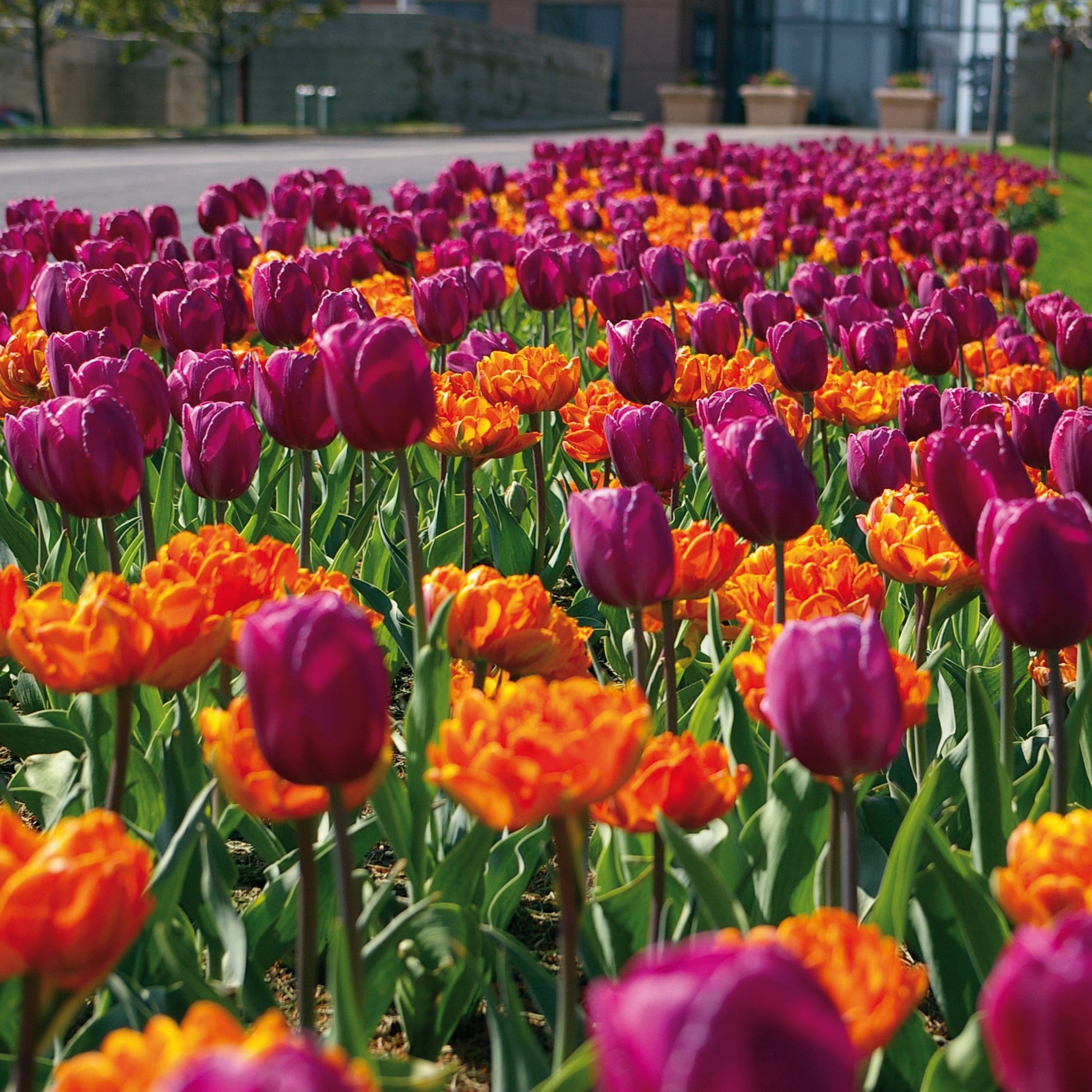 Royal Garden Party Tulip Blend featuring single purple and double orange tulips, 12 to 16 inches tall, blooming from early to mid-spring.