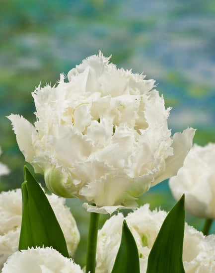 Snow Crystal tulips with pristine white double blooms and serrated petal edges on compact 12‑inch stems, flowering in late spring.