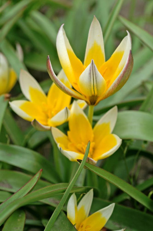 Tulipa Tarda dwarf tulips with star‑shaped white and yellow fragrant blooms on 5‑inch stems, flowering early to mid‑spring.