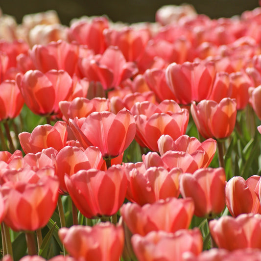 Pink Impression tulip displaying large, soft pink petals with a black base edged in yellow, blooming in mid-spring.