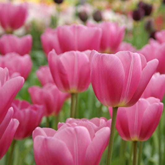 Don Quichotte tulip displaying vibrant purplish-rose petals on sturdy, upright stems.