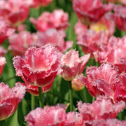 Fancy Frills tulip displaying pink petals with ivory white bases and delicately fringed edges.